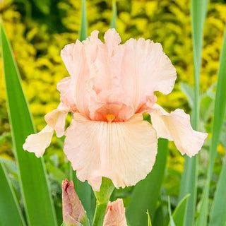 Pink Attraction Reblooming Bearded Iris