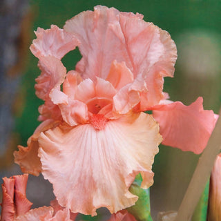 Blushing Kiss Bearded Iris
