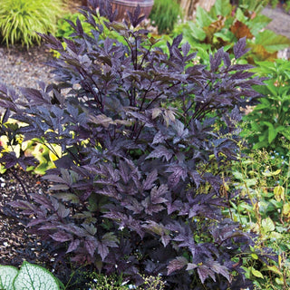 Chocoholic Black Snake Root