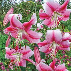 Anastasia Lily Tree | Breck's