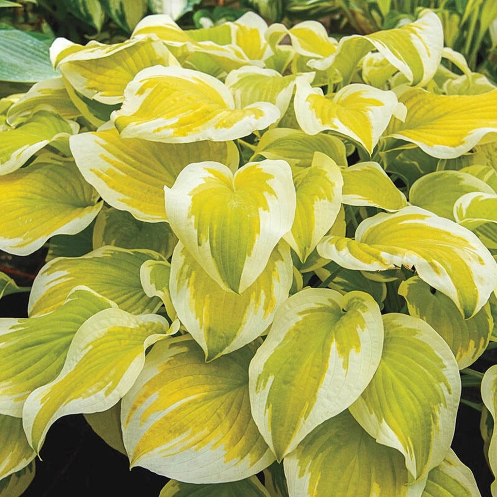 Spring Morning Hosta | Breck's