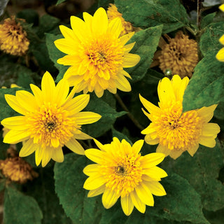 Happy Days Sunflower