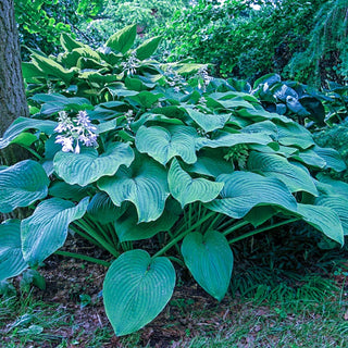 Kingsize Hosta