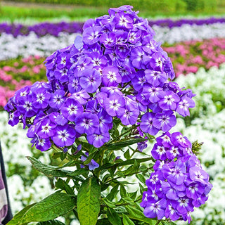 Goliath Phlox Tree