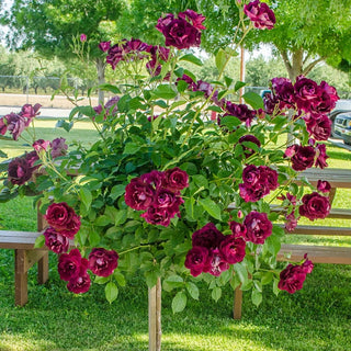 Rose Bushes For Sale - Shop Rose Plants | Breck's