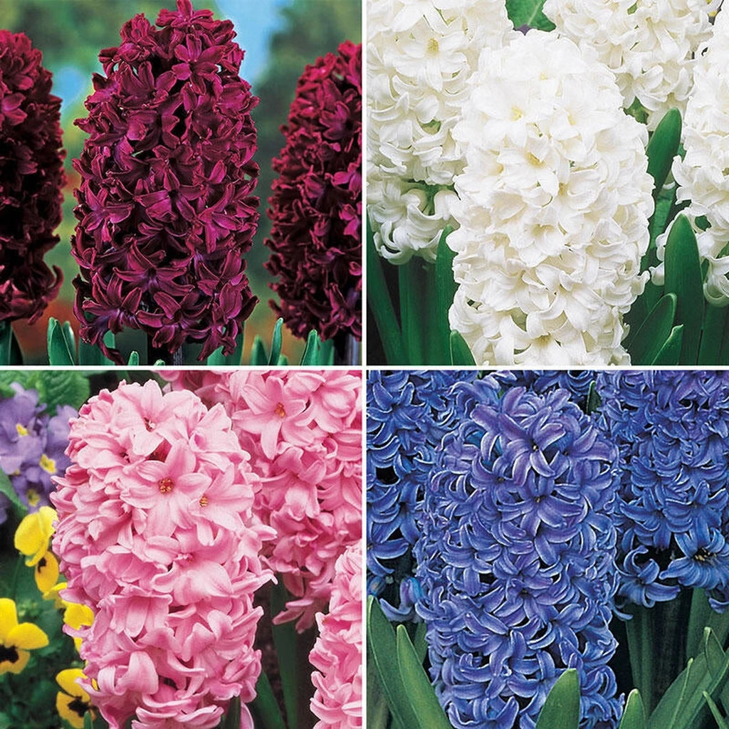 colorful Hyacinth Collection | Breck's