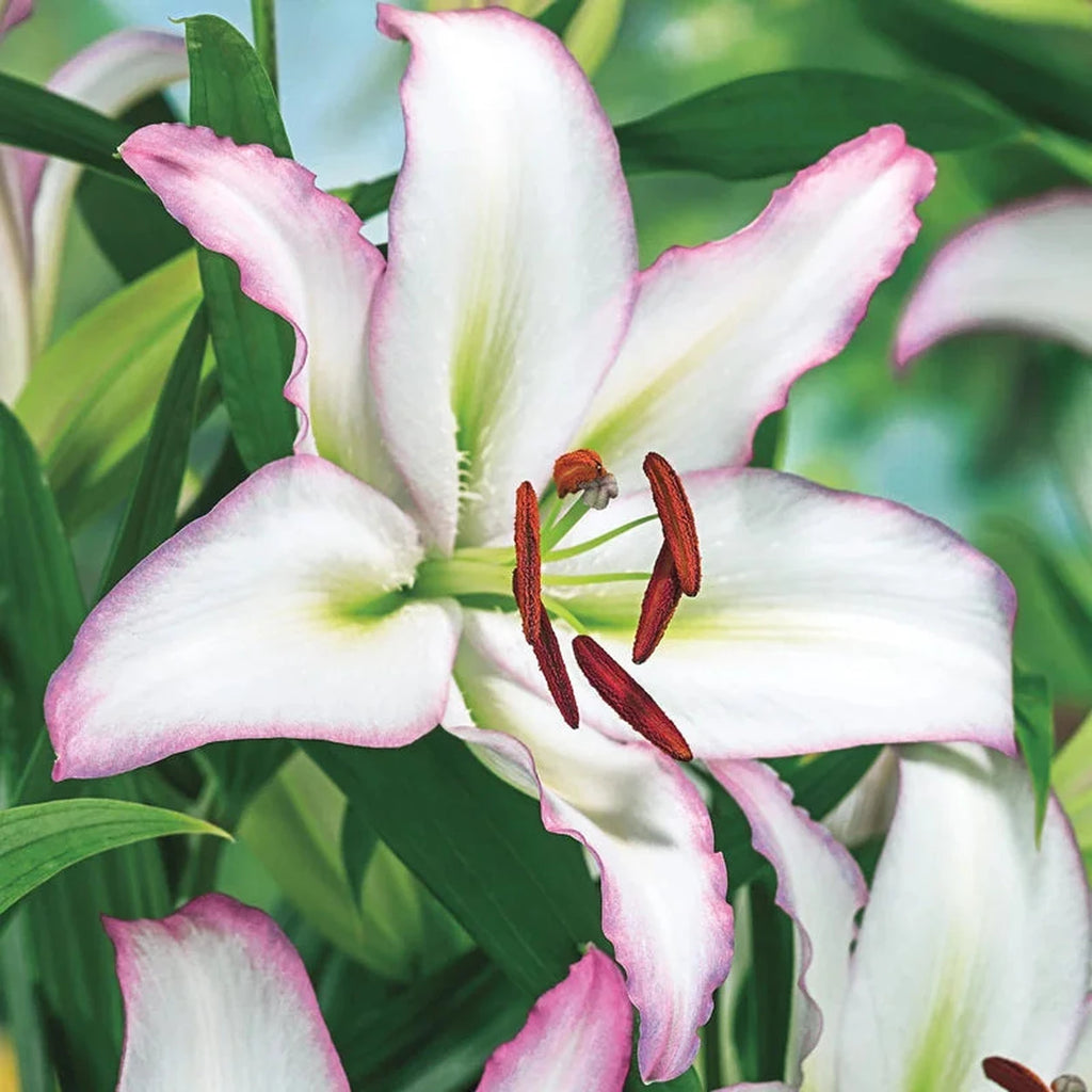 Brasillia Oriental Lily | Breck's