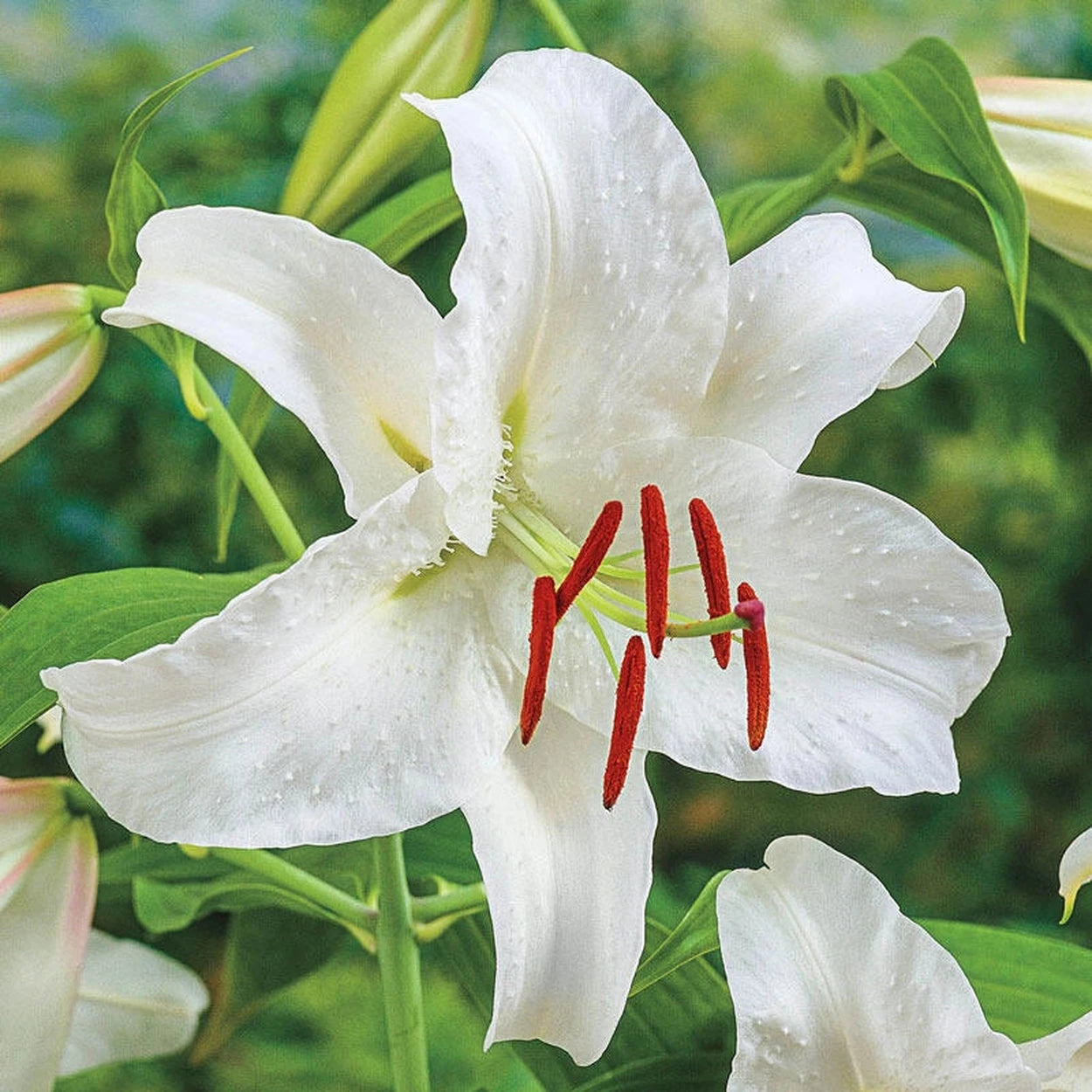where to buy white lilies near me Casablanca Lily