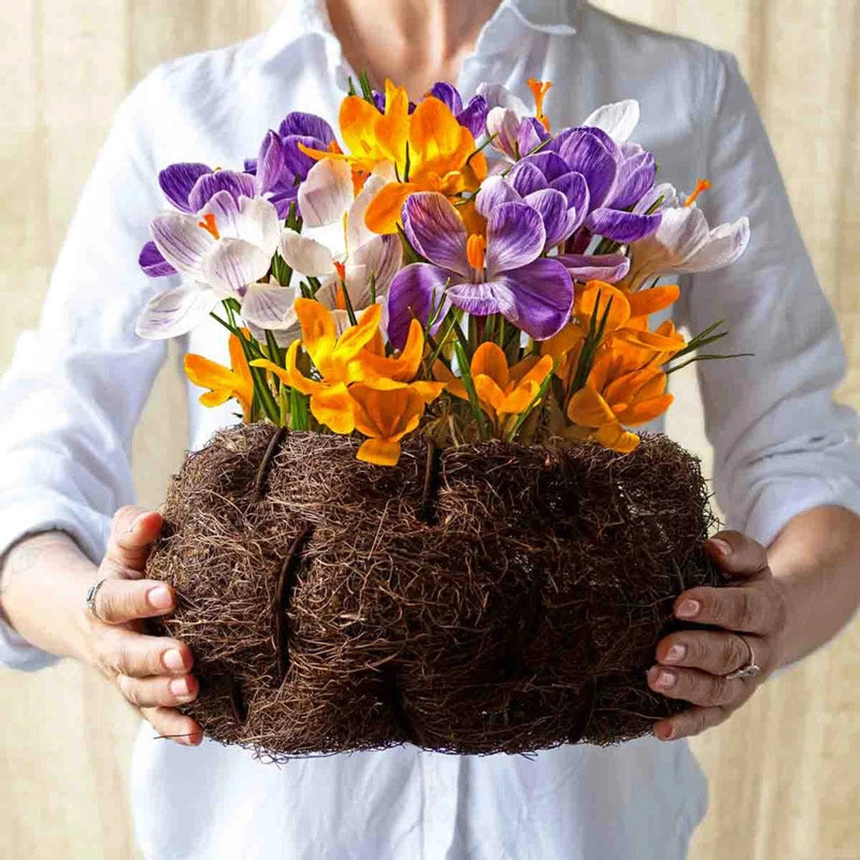 crocus indoor plants Winter Surprise Bulb Garden