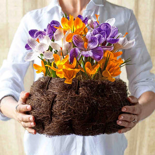 Winter Surprise Bulb Garden