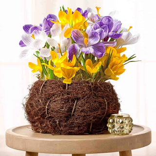 Winter Surprise Bulb Garden