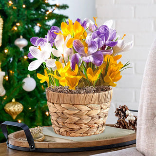 Winter Surprise Bulb Garden