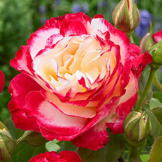 Double Delight Hybrid Tea Rose