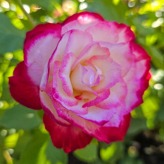 Double Delight Hybrid Tea Rose