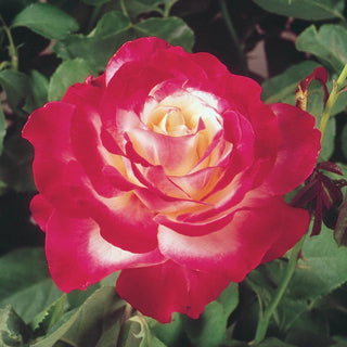 Double Delight Hybrid Tea Rose