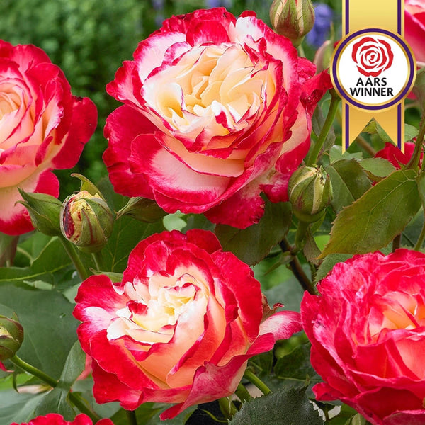 Double Delight Hybrid Tea Rose – Breck's