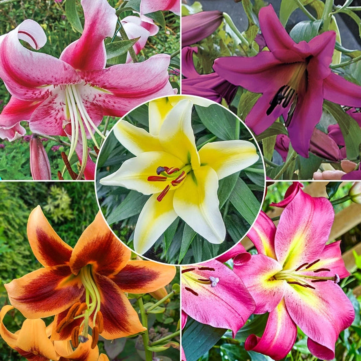 do lilies flower all summer Summer Stunner Lily Tree® Collection