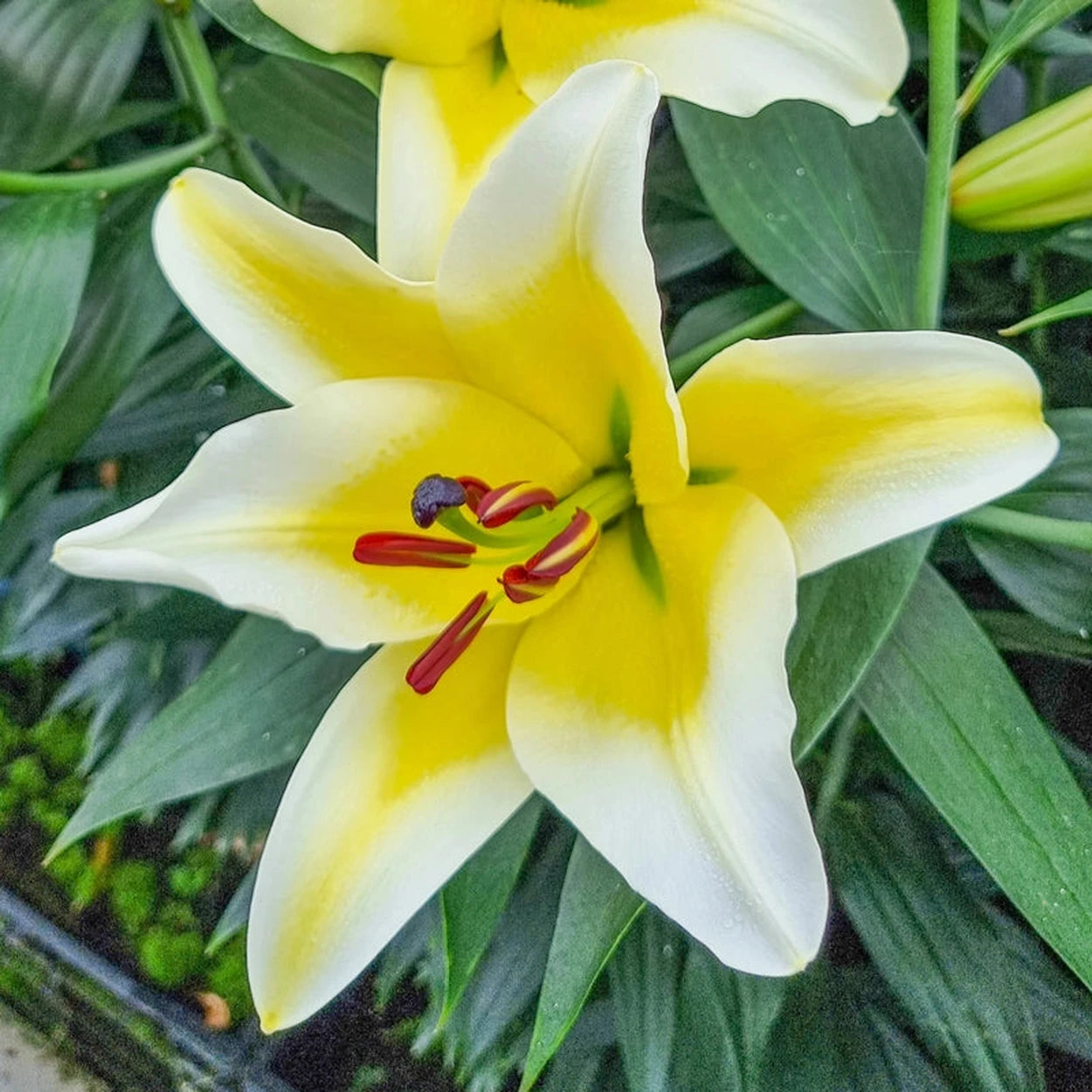 summer lily flower Summer Stunner Lily Tree® Collection