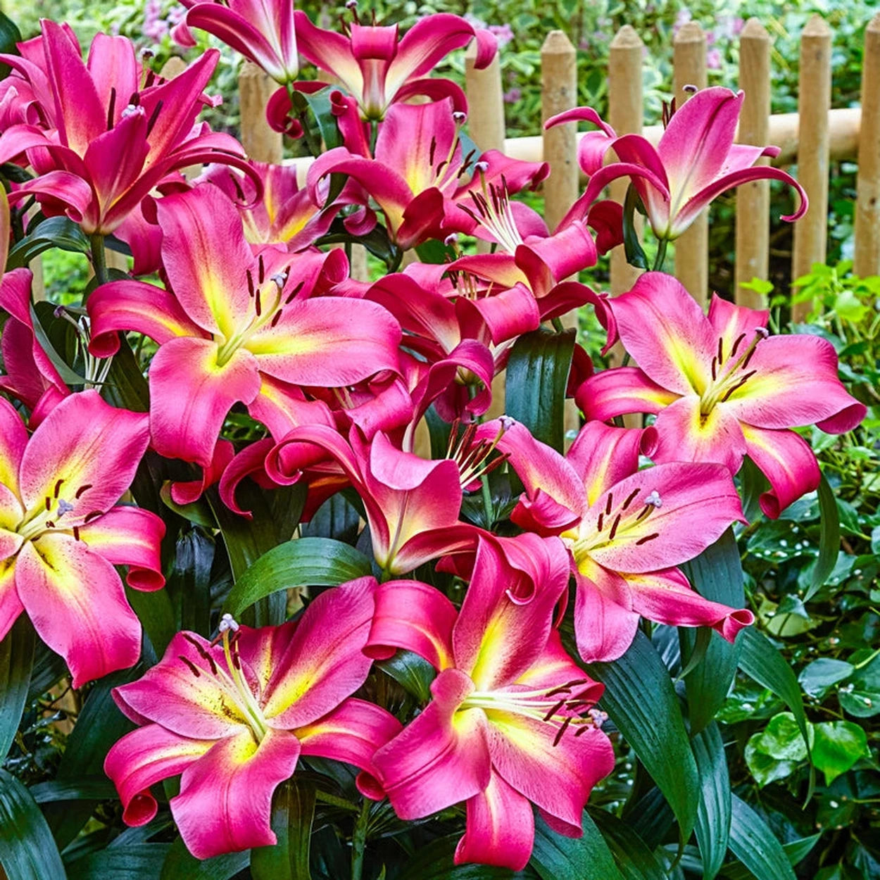 summer lily flower Summer Stunner Lily Tree Collection