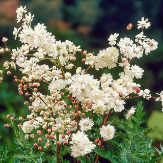 Double-Flowered Dropwort