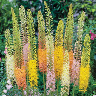 Foxtail Lily Mixture