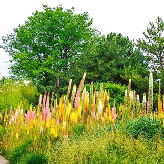 Foxtail Lily Mixture