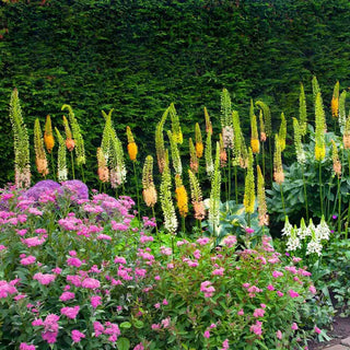 Foxtail Lily Mixture