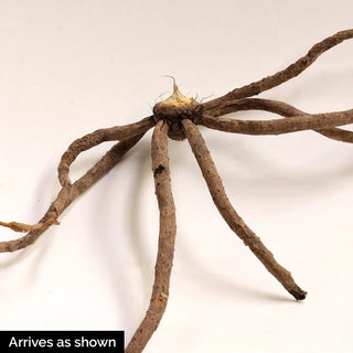 Foxtail Lily Mixture