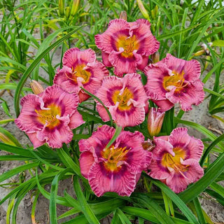 Always Liberty Daylily