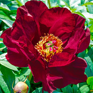 Scarlet Heaven Itoh Peony
