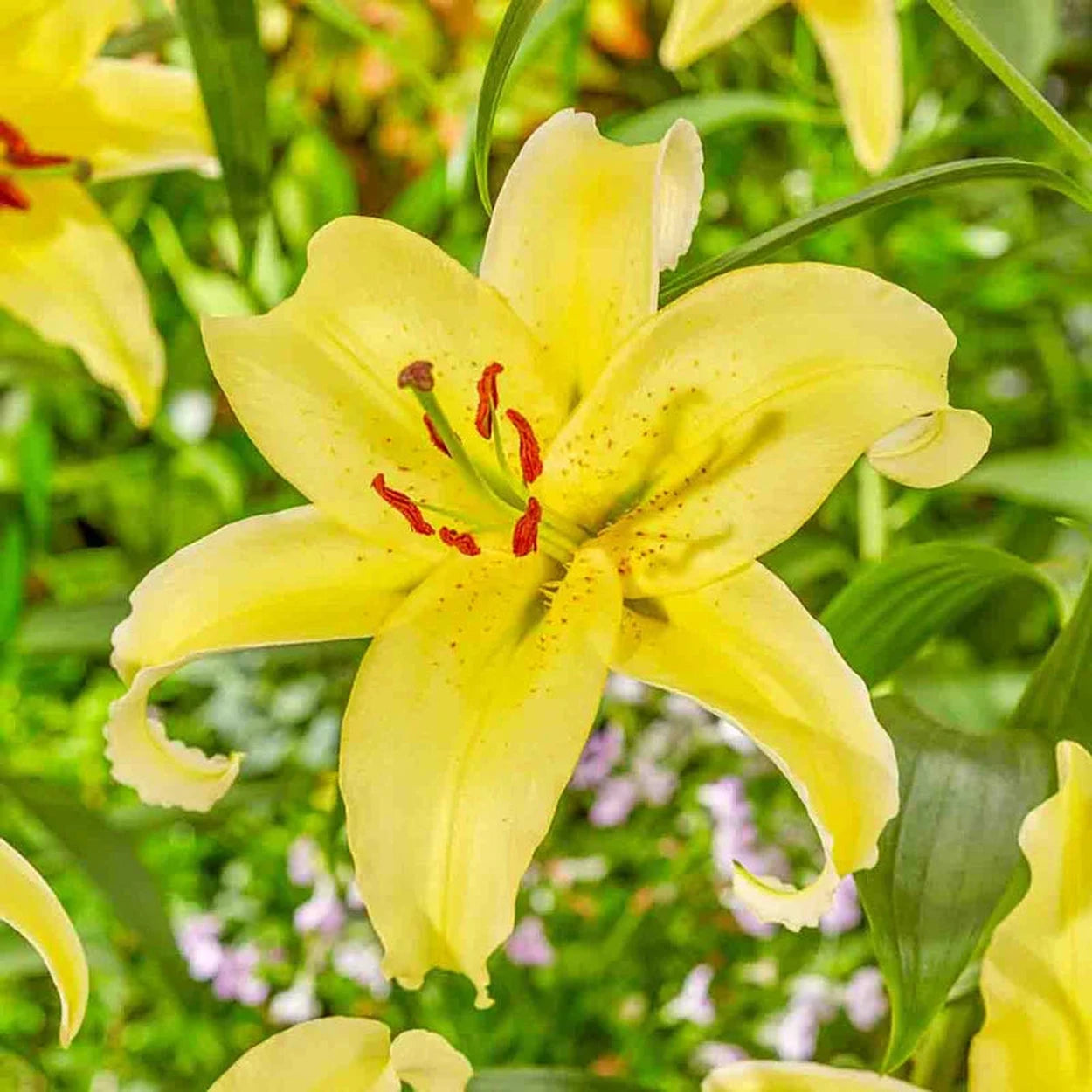 asiatic lily golden joy Gold Party Oriental Carpet Border Lily™