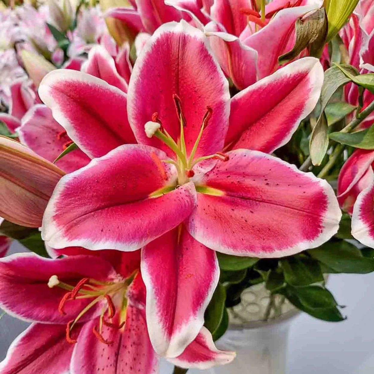 giant tree lily flower bulbs El Capitan Tree Lily®