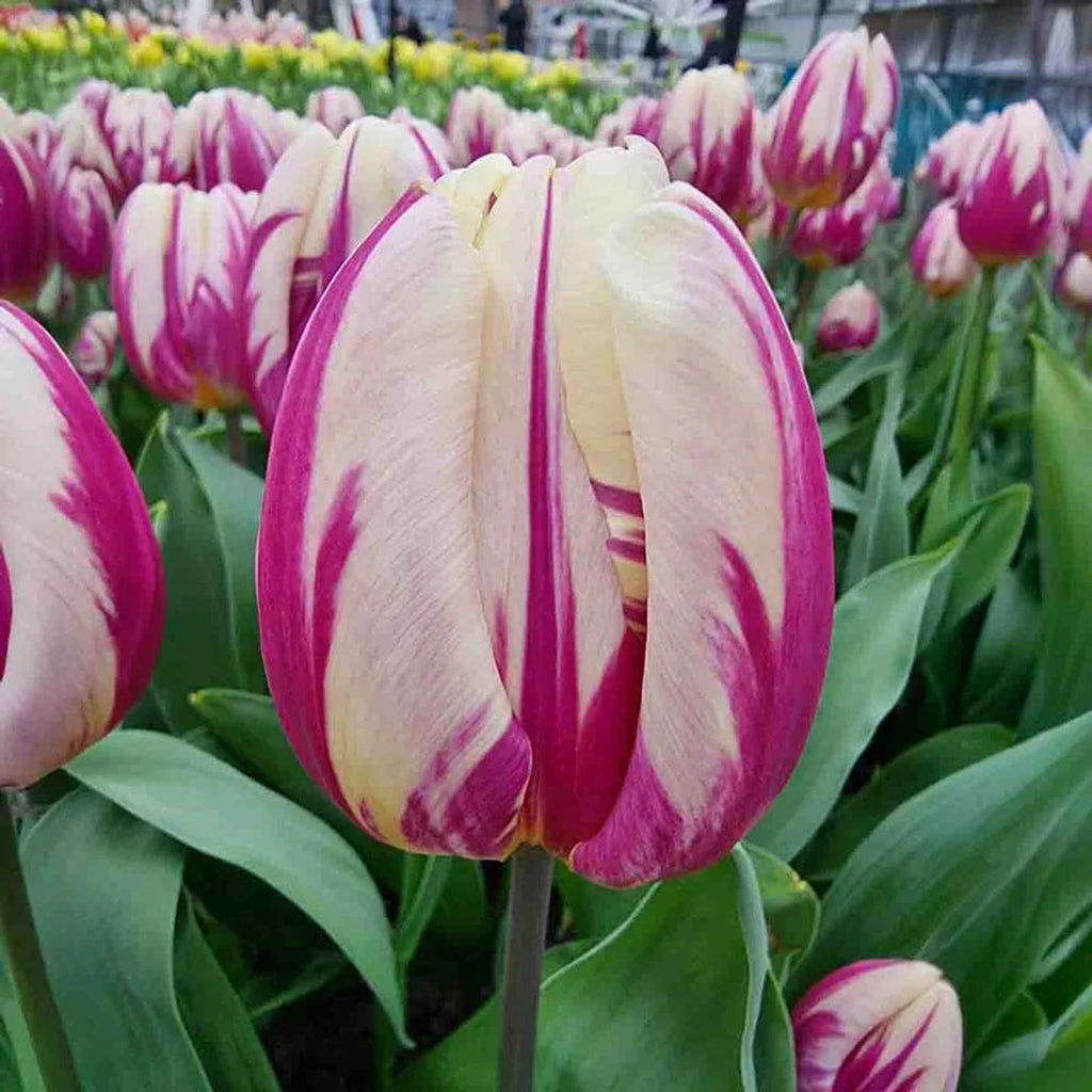 Happy Feet Tulip Breck s happy-feet-tulip-breck-s