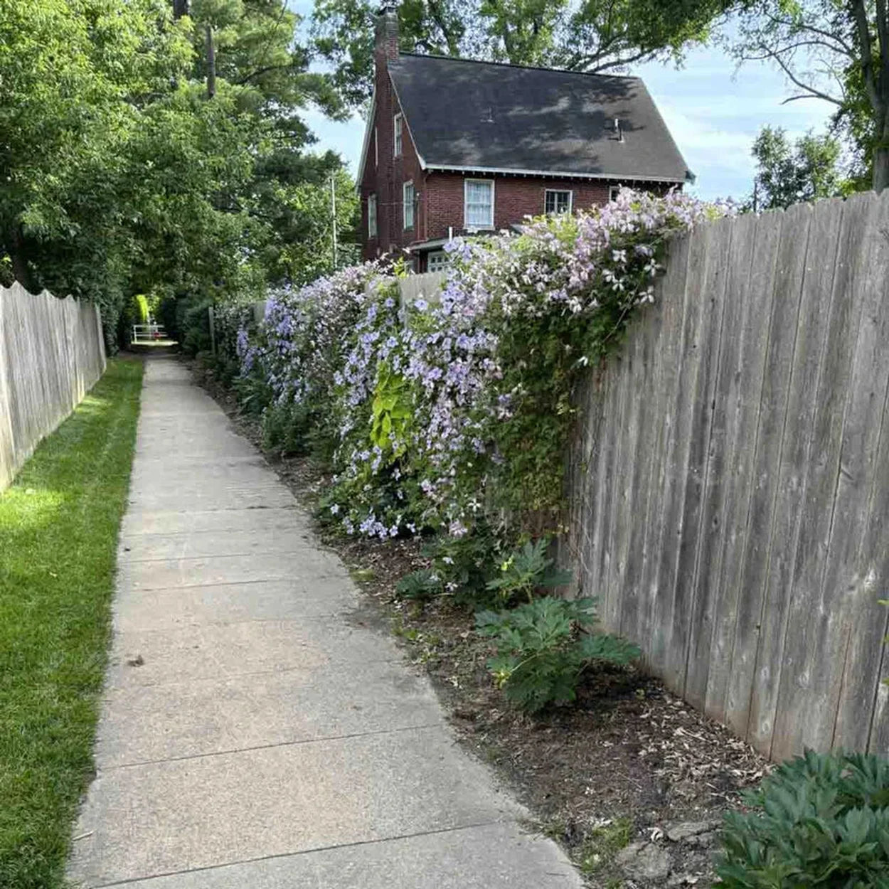 trellis for clematis plant Soft Mesh Clematis Trellis | Garden Accessories