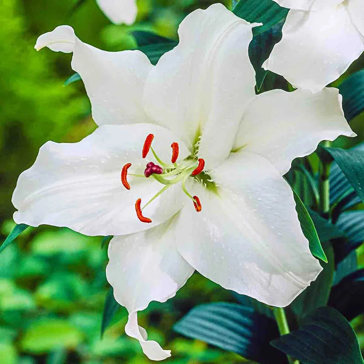 treachery lily white Classic Lily Tree Collection