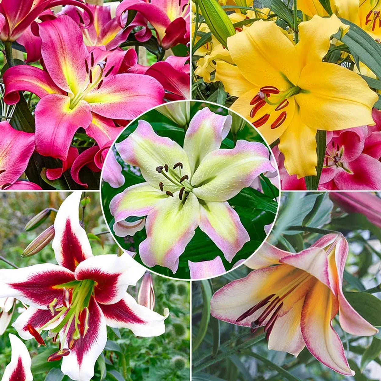 most popular lily flower Buy Spotlight Lily Tree Collection | Lily Bulbs