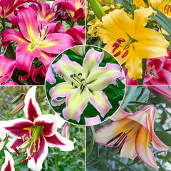Buy Spotlight Lily Tree Collection | Lily Bulbs | Breck's