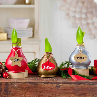 Holiday Greetings Waxed Amaryllis