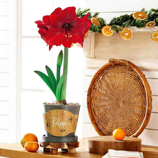 Miracle Amaryllis in Grey Forever Pot