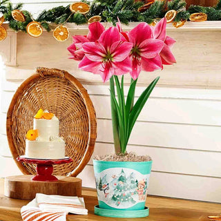 Gervase Amaryllis in Teal Forever Pot