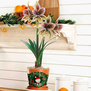 Papilio Amaryllis in Terra Cotta Forever Pot