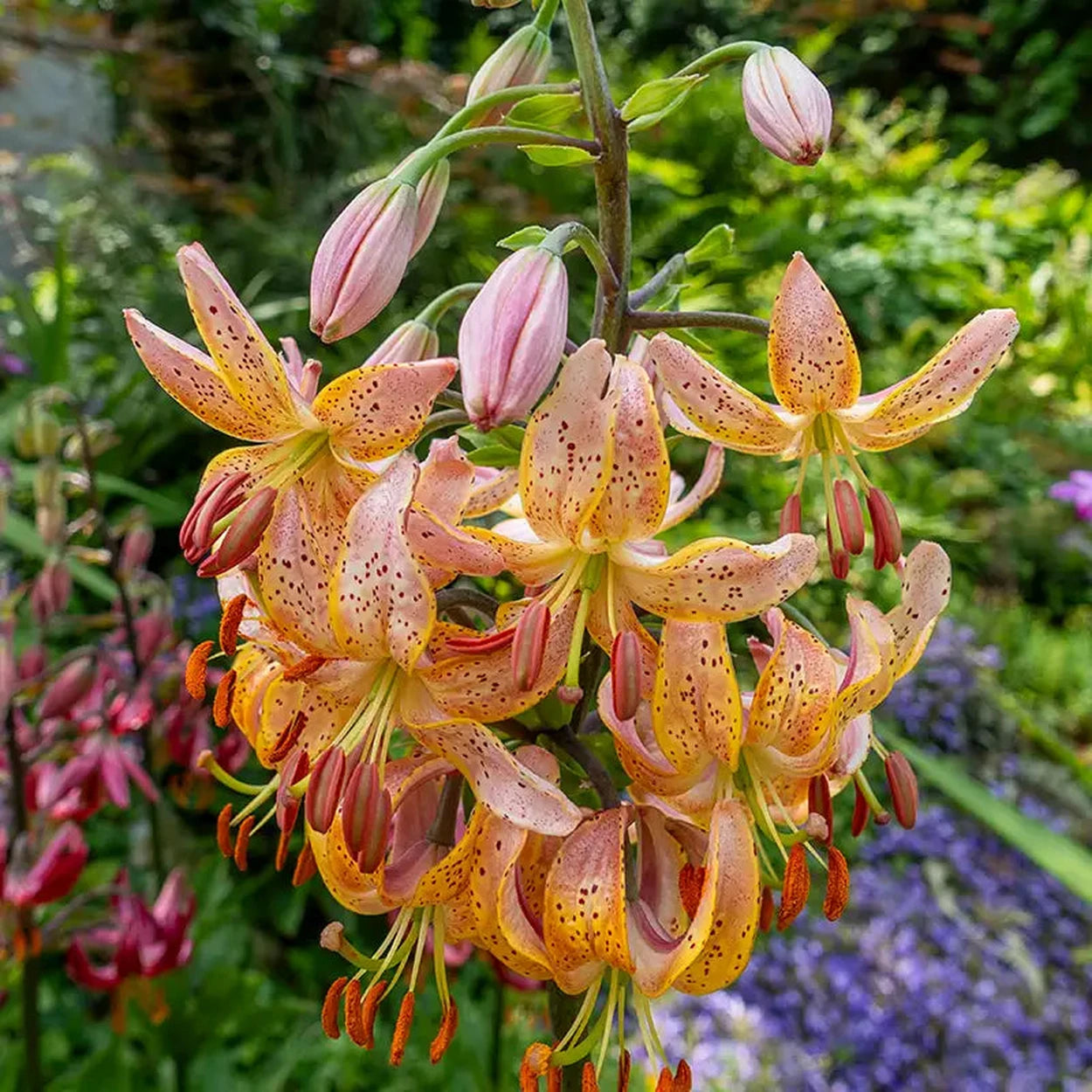 peach colored asiatic lily Fairy Morning Turk's Cap Lily