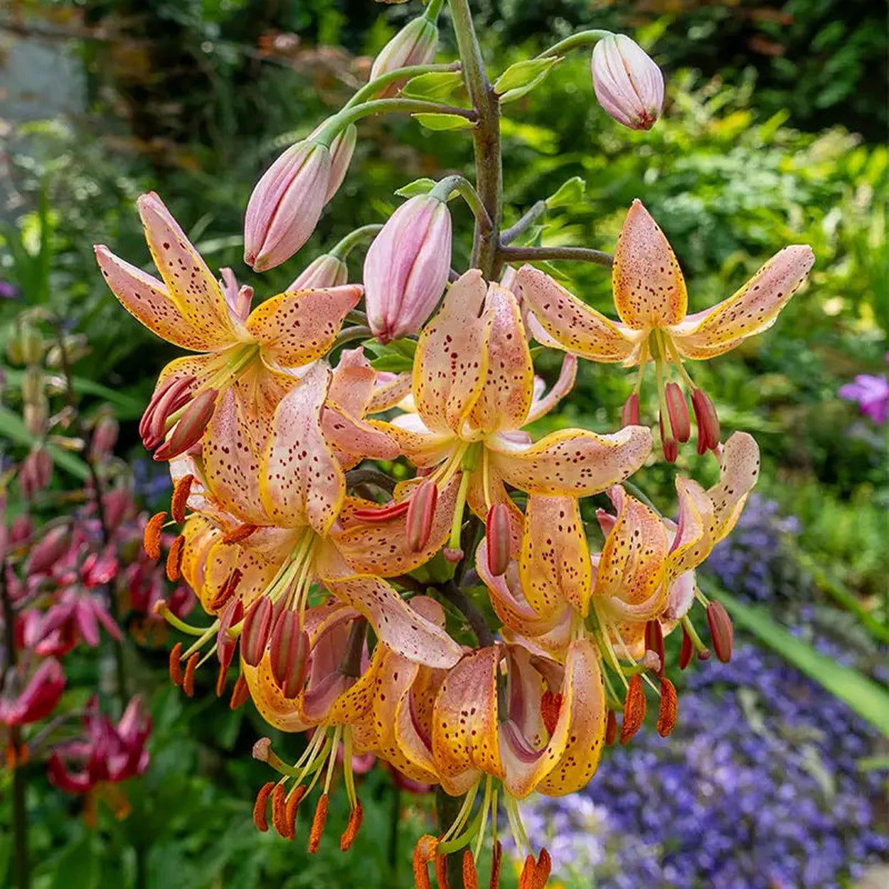 tiger lily vs turk's cap lily Turk's Cap Lily Collection