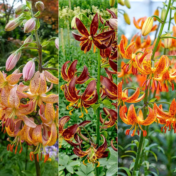 Turk's Cap Lily Collection
