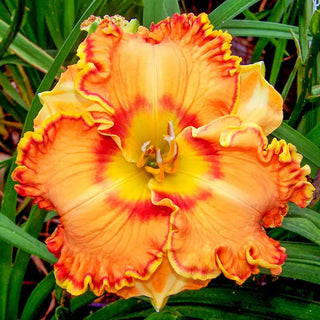 Ruffled Daylily Collection – Breck's
