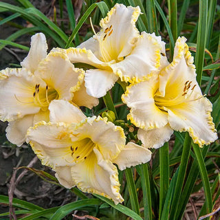 Ruffled Daylily Collection – Breck's