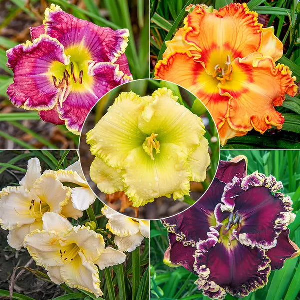 aliexpress flower seeds Ruffled Daylily Collection