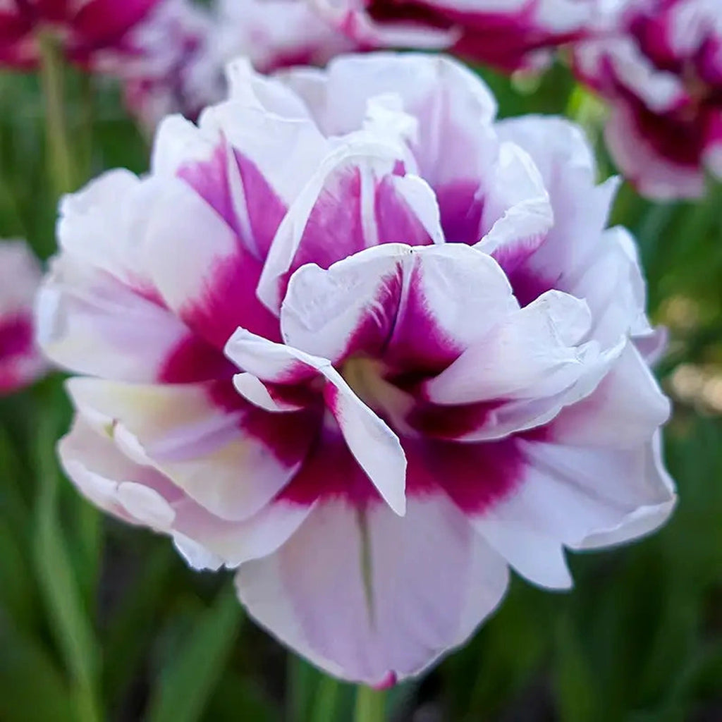 La Delicatesse Tulip – Breck's