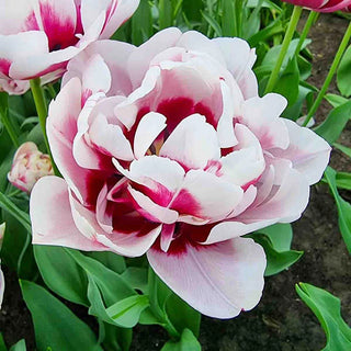 La Delicatesse Tulip