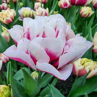 La Delicatesse Tulip